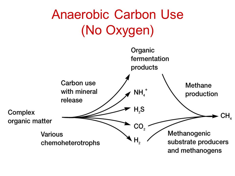 Anaerobic Carbon Use (No Oxygen)