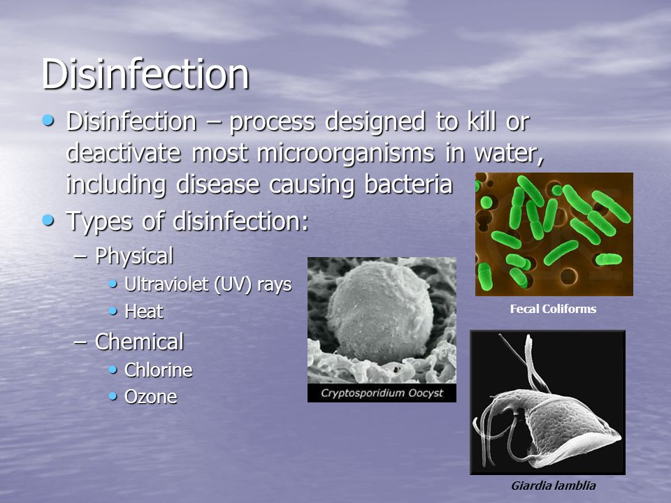 Disinfection Disinfection – process designed to kill or deactivate most microorganisms in water, including disease causing bacteria Disinfection – process designed to kill or deactivate most microorganisms in water, including disease causing bacteria Types of disinfection: Types of disinfection: –Physical Ultraviolet (UV) rays Ultraviolet (UV) rays Heat Heat –Chemical Chlorine Chlorine Ozone Ozone Giardia lamblia Fecal Coliforms