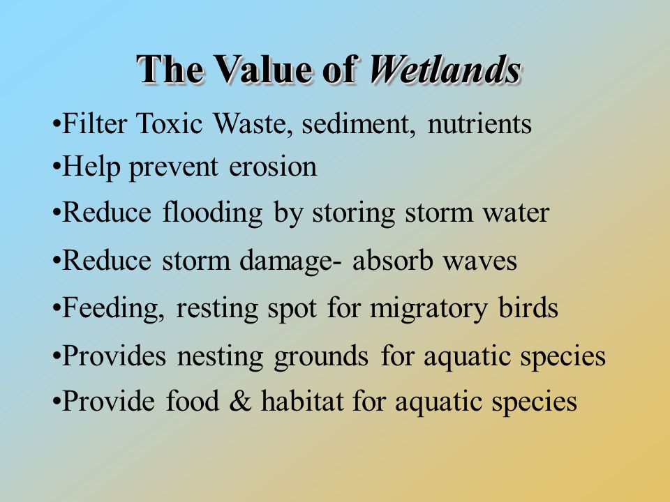 TheValueofWetlands The Value of Wetlands Filter Toxic Waste, sediment, nutrients Help prevent erosion Reduce flooding by storing storm water Reduce storm damage- absorb waves Feeding, resting spot for migratory birds Provides nesting grounds for aquatic species Provide food & habitat for aquatic species