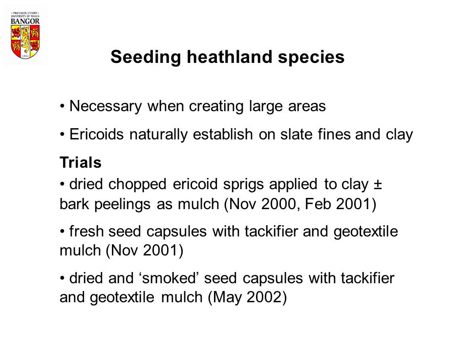 Seeding heathland species Necessary when creating large areas Ericoids naturally establish on slate fines and clay Trials dried chopped ericoid sprigs applied to clay ± bark peelings as mulch (Nov 2000, Feb 2001) fresh seed capsules with tackifier and geotextile mulch (Nov 2001) dried and ‘smoked’ seed capsules with tackifier and geotextile mulch (May 2002)