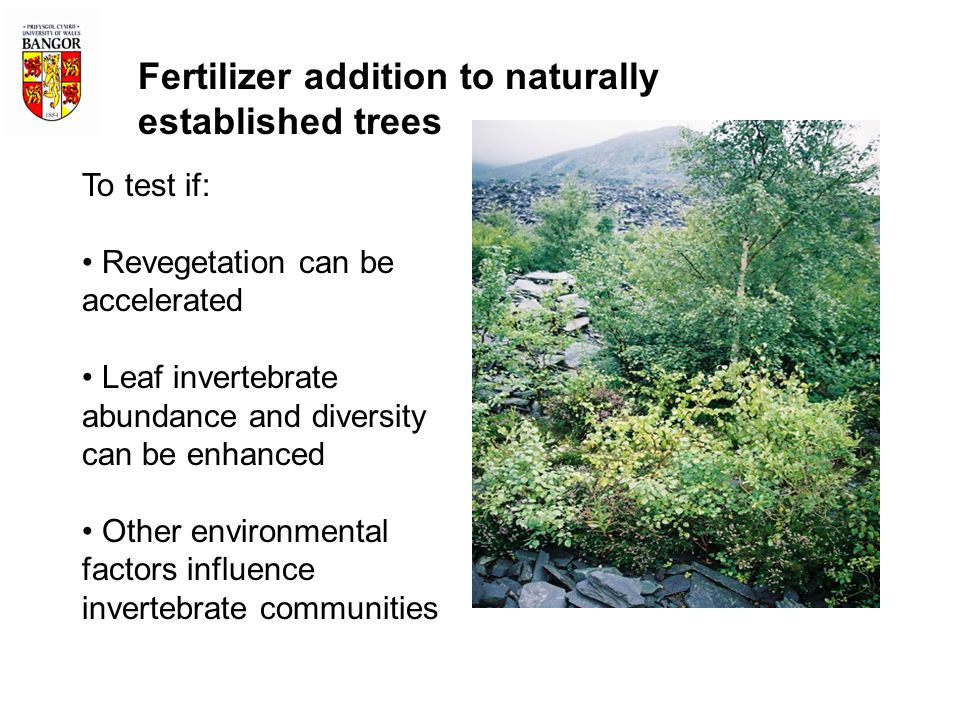 Fertilizer addition to naturally established trees To test if: Revegetation can be accelerated Leaf invertebrate abundance and diversity can be enhanced Other environmental factors influence invertebrate communities