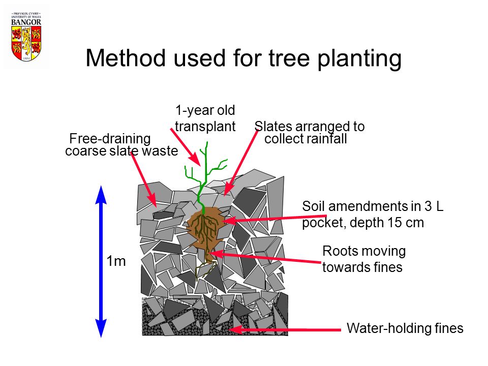 Method used for tree planting Slates arranged to collect rainfall 1-year old transplant Soil amendments in 3 L pocket, depth 15 cm Free-draining coarse slate waste 1m Roots moving towards fines Water-holding fines