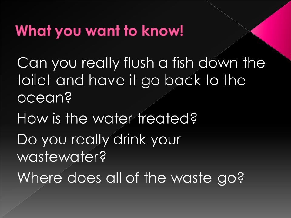 Can you really flush a fish down the toilet and have it go back to the ocean.