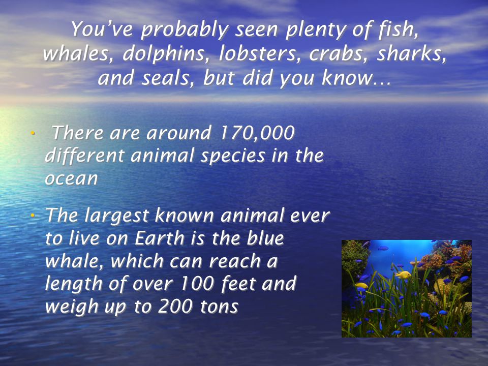 Have you ever wondered how big the ocean is.
