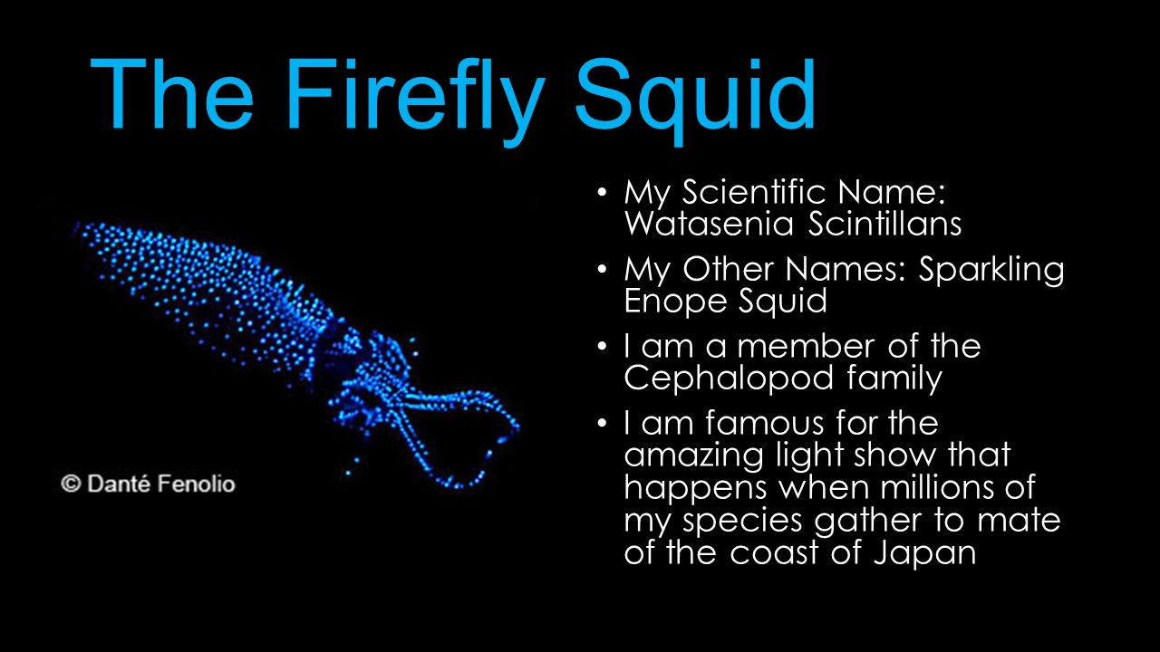Presentation on theme: "Firefly Squid By: Haley Tapper and Alexx Thoma...