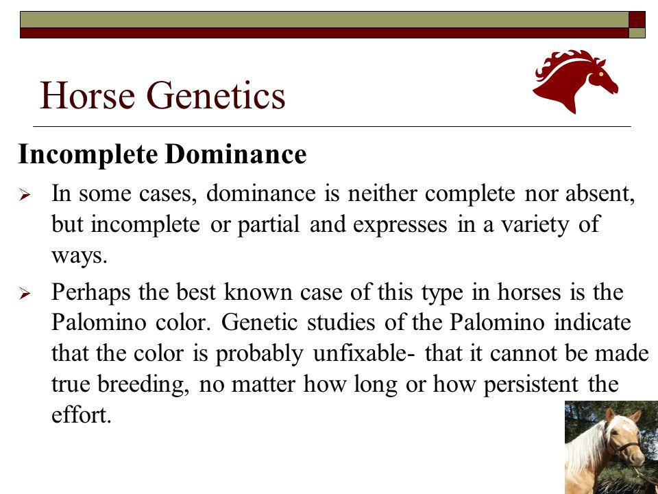 PPT - Génétique et comportement chez le cheval PowerPoint Presentation -  ID:936208