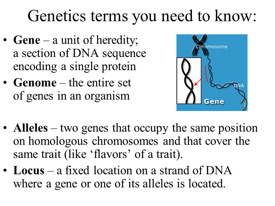 Genetics terms you need to know: Gene – a unit of heredity; a section of DNA sequence encoding a single protein Genome – the entire set of genes in an organism Alleles – two genes that occupy the same position on homologous chromosomes and that cover the same trait (like ‘flavors’ of a trait).