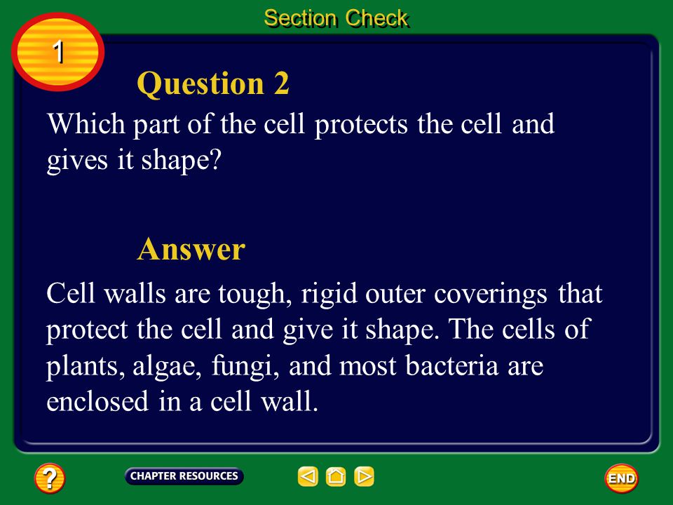 Answer Prokaryotic cells are only found in one-celled organisms, such as bacteria.