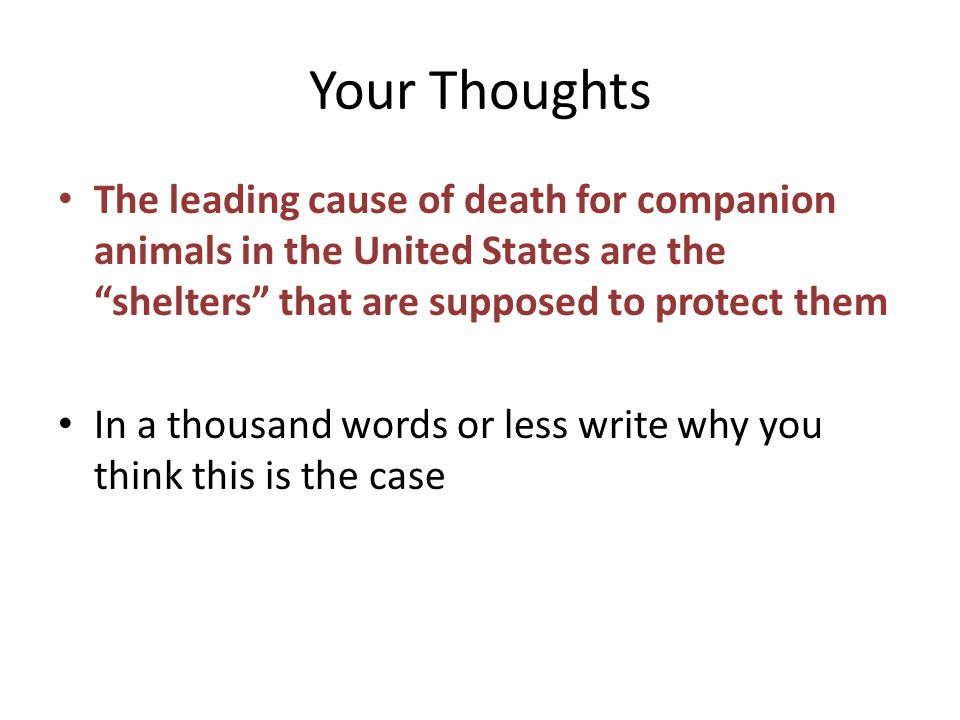 Your Thoughts The leading cause of death for companion animals in the United States are the shelters that are supposed to protect them In a thousand words or less write why you think this is the case