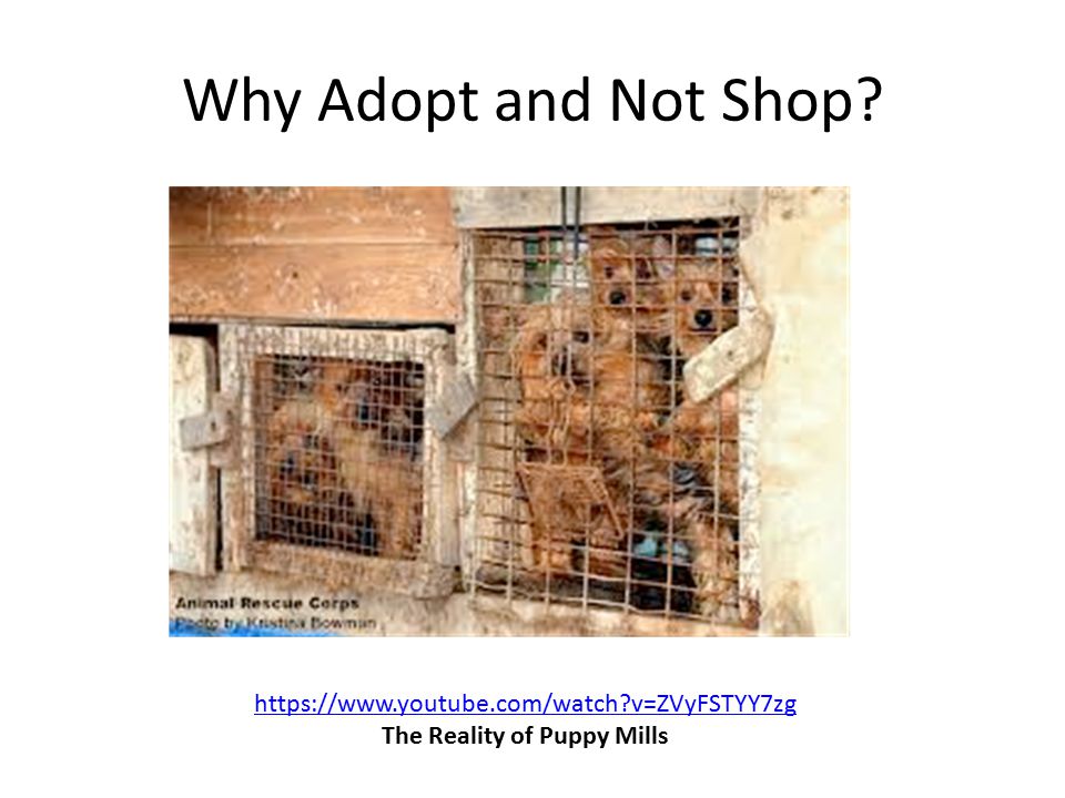 Why Adopt and Not Shop   v=ZVyFSTYY7zg The Reality of Puppy Mills