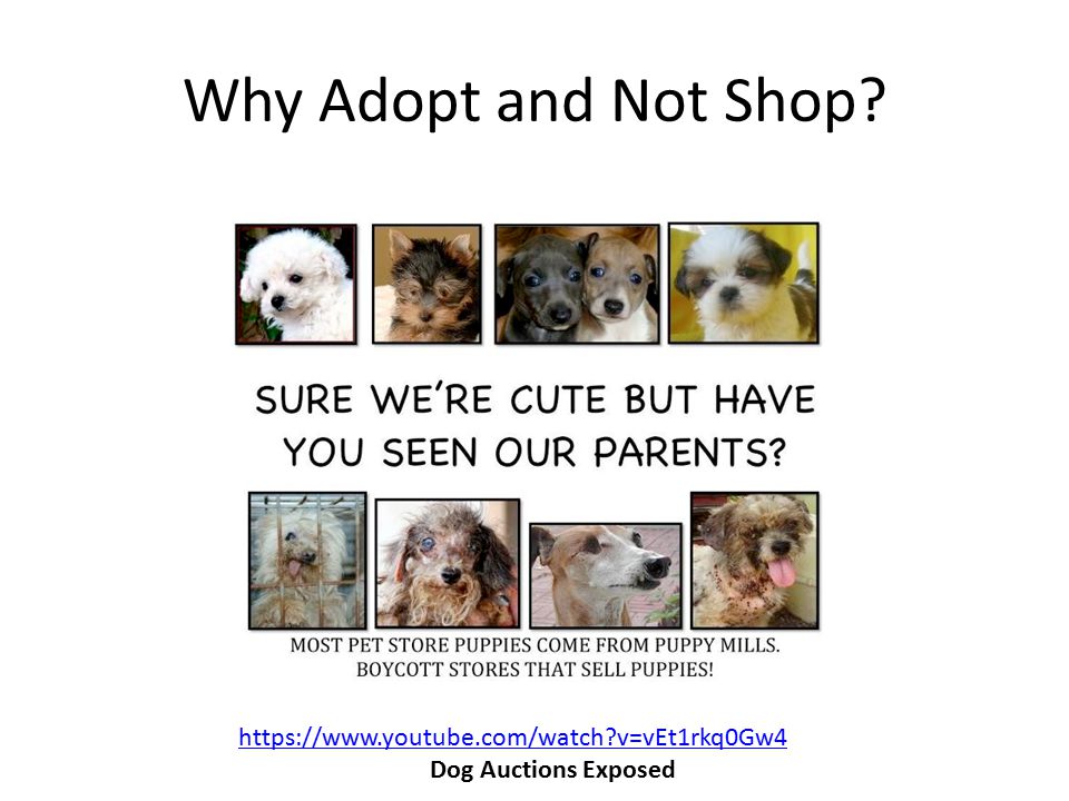 Why Adopt and Not Shop   v=vEt1rkq0Gw4 Dog Auctions Exposed