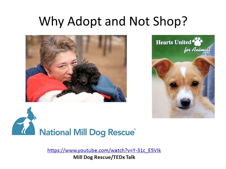 Why Adopt and Not Shop   v=Y-31c_E5VIk Mill Dog Rescue/TEDx Talk