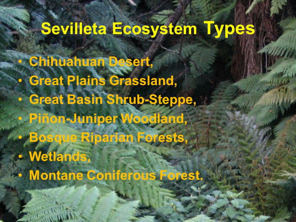 Sevilleta Ecosystem Types Chihuahuan Desert, Great Plains Grassland, Great Basin Shrub-Steppe, Piñon-Juniper Woodland, Bosque Riparian Forests, Wetlands, Montane Coniferous Forest.