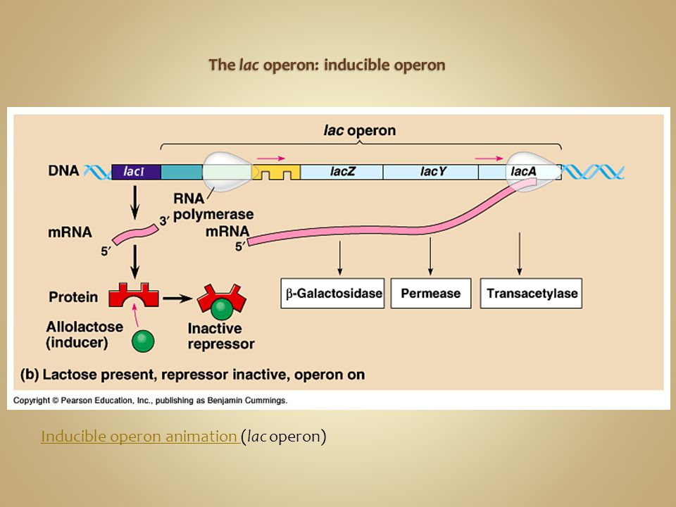 Operons. Structural gene Operon Polycistronic mRNA Operator Regulator gene  Repressor Overview animation Overview animation. - ppt download