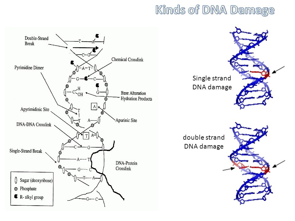 double strand DNA damage Single strand DNA damage