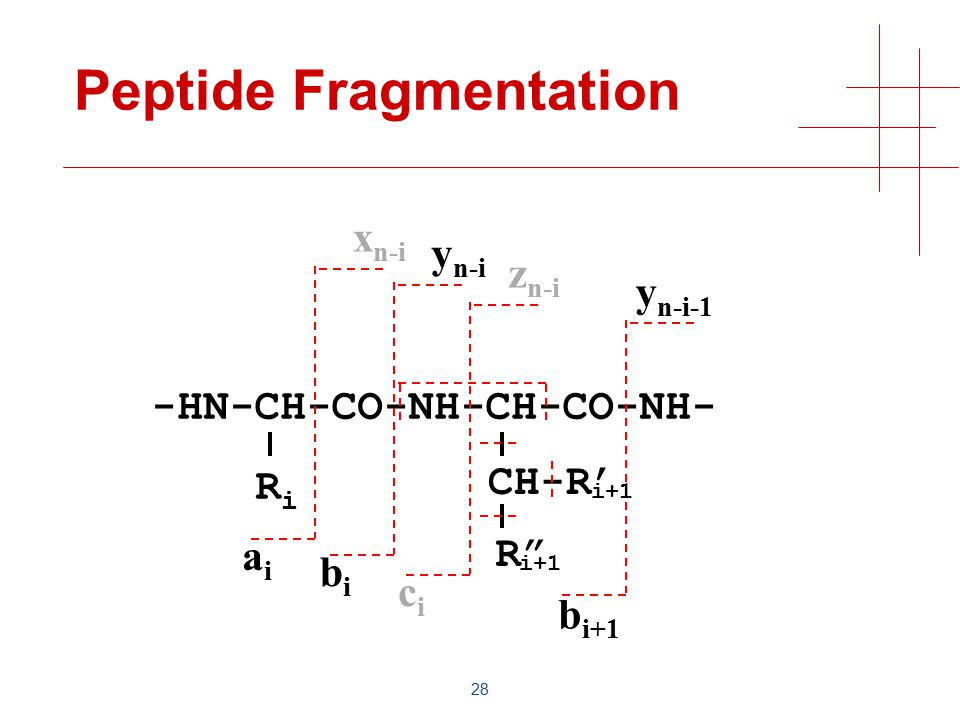 28 Peptide Fragmentation -HN-CH-CO-NH-CH-CO-NH- RiRi CH-R’ bibi y n-i y n-i-1 b i+1 R i+1 aiai x n-i cici z n-i