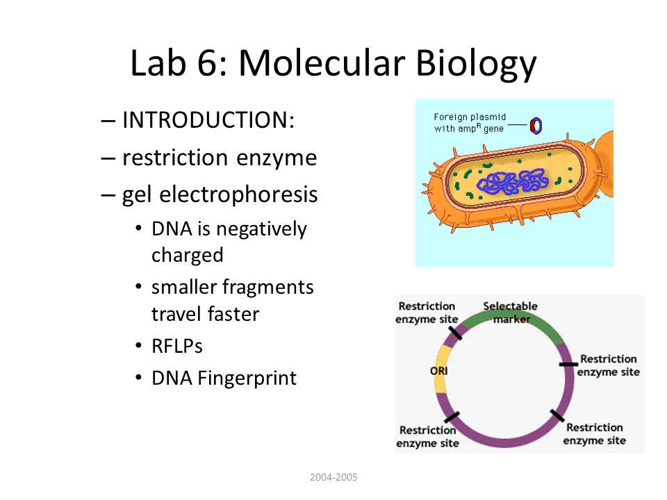 Lab 6: Molecular Biology – INTRODUCTION: – restriction enzyme – gel electrophoresis DNA is negatively charged smaller fragments travel faster RFLPs DNA Fingerprint