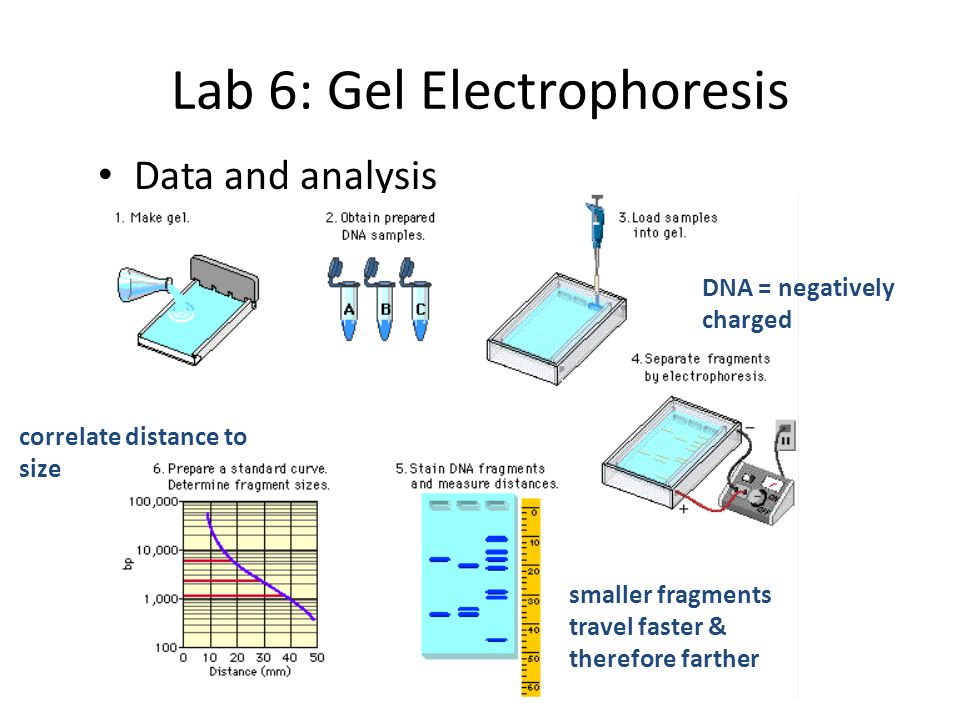 Lab 6: Gel Electrophoresis Data and analysis DNA = negatively charged smaller fragments travel faster & therefore farther correlate distance to size