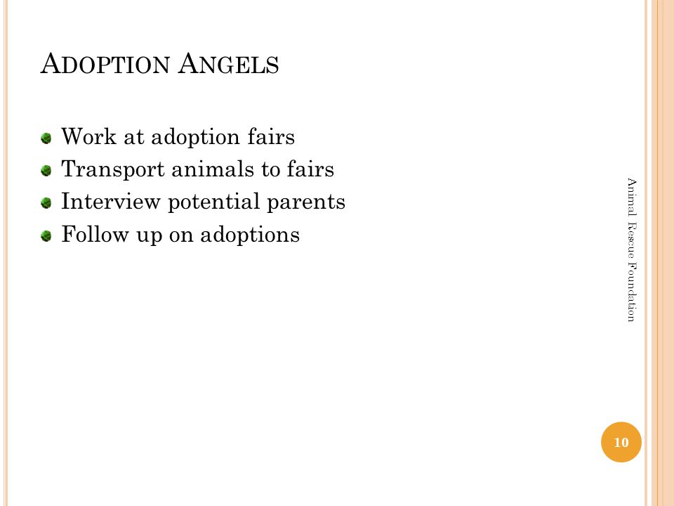A DOPTION A NGELS Work at adoption fairs Transport animals to fairs Interview potential parents Follow up on adoptions 10 Animal Rescue Foundation