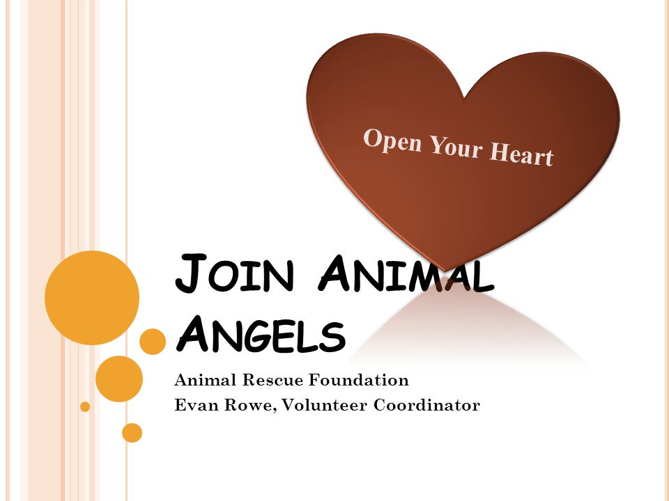 J OIN A NIMAL A NGELS Animal Rescue Foundation Evan Rowe, Volunteer Coordinator
