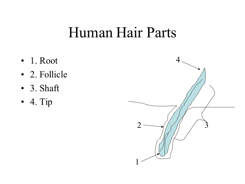 human hair parts