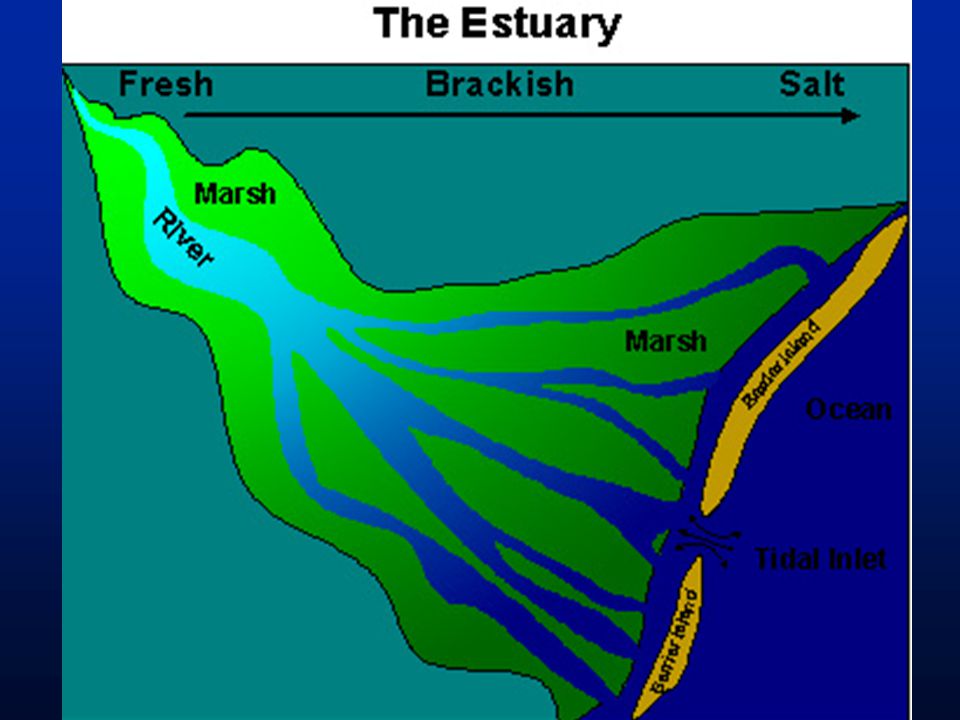 Estuary english презентация