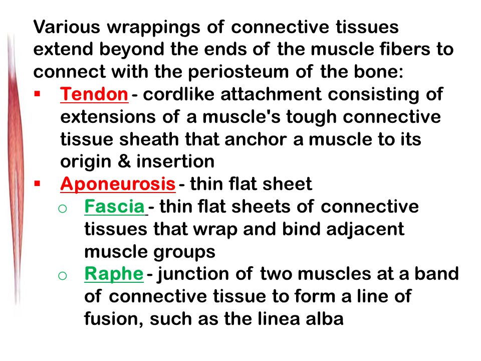 Various wrappings of connective tissues extend beyond the ends of the muscle fibers to connect with the periosteum of the bone:  Tendon - cordlike attachment consisting of extensions of a muscle s tough connective tissue sheath that anchor a muscle to its origin & insertion  Aponeurosis - thin flat sheet o Fascia - thin flat sheets of connective tissues that wrap and bind adjacent muscle groups o Raphe - junction of two muscles at a band of connective tissue to form a line of fusion, such as the linea alba