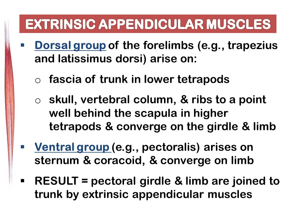  Dorsal group of the forelimbs (e.g., trapezius and latissimus dorsi) arise on: o fascia of trunk in lower tetrapods o skull, vertebral column, & ribs to a point well behind the scapula in higher tetrapods & converge on the girdle & limb  Ventral group (e.g., pectoralis) arises on sternum & coracoid, & converge on limb  RESULT = pectoral girdle & limb are joined to trunk by extrinsic appendicular muscles