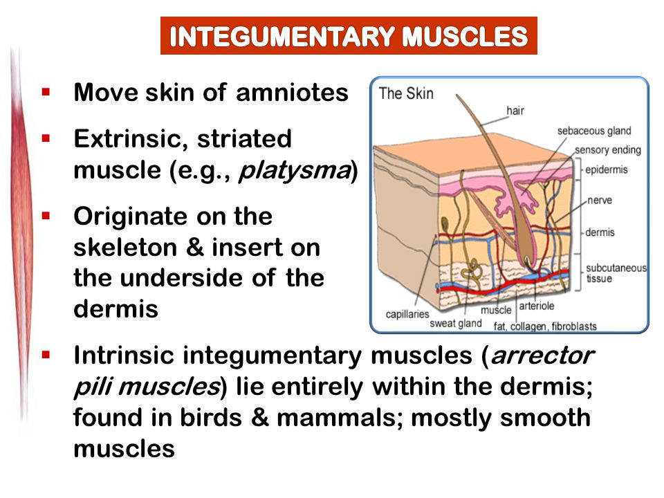  Move skin of amniotes  Extrinsic, striated muscle (e.g., platysma)  Originate on the skeleton & insert on the underside of the dermis  Intrinsic integumentary muscles (arrector pili muscles) lie entirely within the dermis; found in birds & mammals; mostly smooth muscles