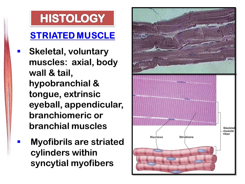STRIATED MUSCLE  Skeletal, voluntary muscles: axial, body wall & tail, hypobranchial & tongue, extrinsic eyeball, appendicular, branchiomeric or branchial muscles  Myofibrils are striated cylinders within syncytial myofibers