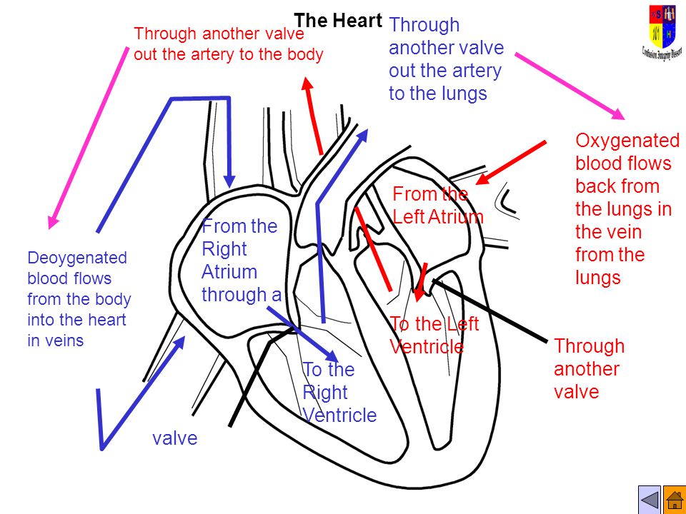 The Heart Deoygenated blood flows from the body into the heart in veins From the Right Atrium through a valve To the Right Ventricle Through another valve out the artery to the lungs Oxygenated blood flows back from the lungs in the vein from the lungs From the Left Atrium To the Left Ventricle Through another valve out the artery to the body Through another valve