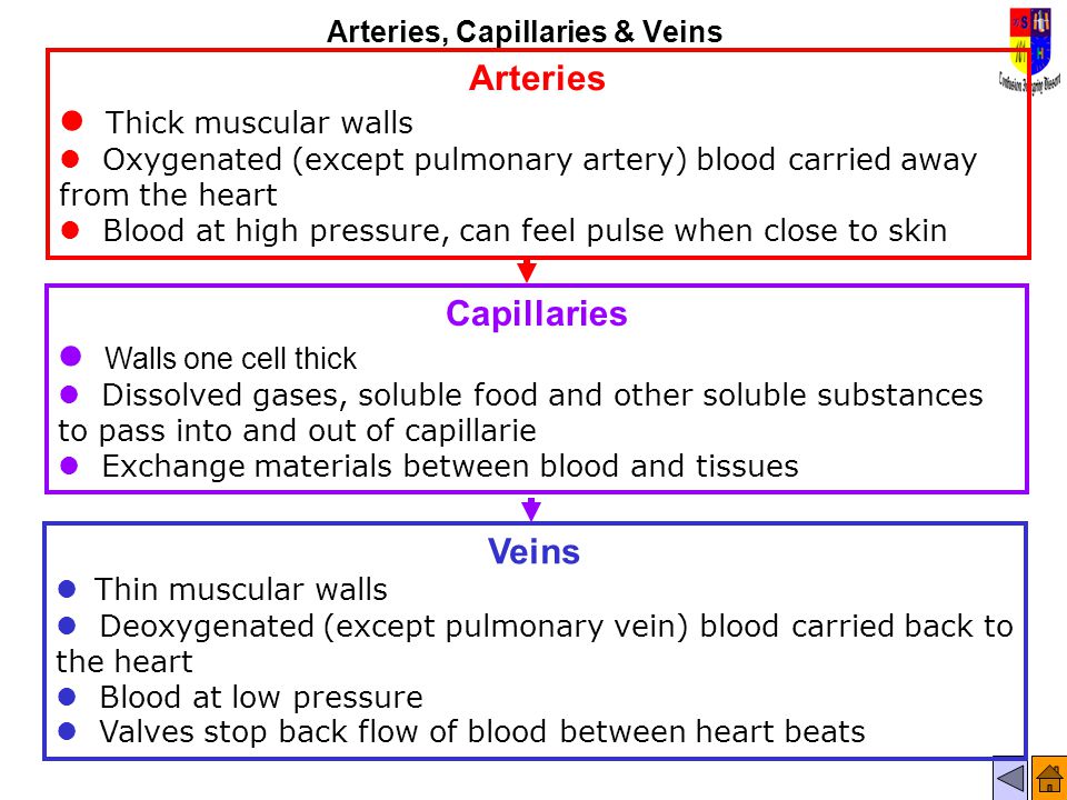 Arteries, Capillaries & Veins Arteries Thick muscular walls l Oxygenated (except pulmonary artery) blood carried away from the heart l Blood at high pressure, can feel pulse when close to skin Veins Thin muscular walls l Deoxygenated (except pulmonary vein) blood carried back to the heart l Blood at low pressure l Valves stop back flow of blood between heart beats Capillaries Walls one cell thick l Dissolved gases, soluble food and other soluble substances to pass into and out of capillarie l Exchange materials between blood and tissues