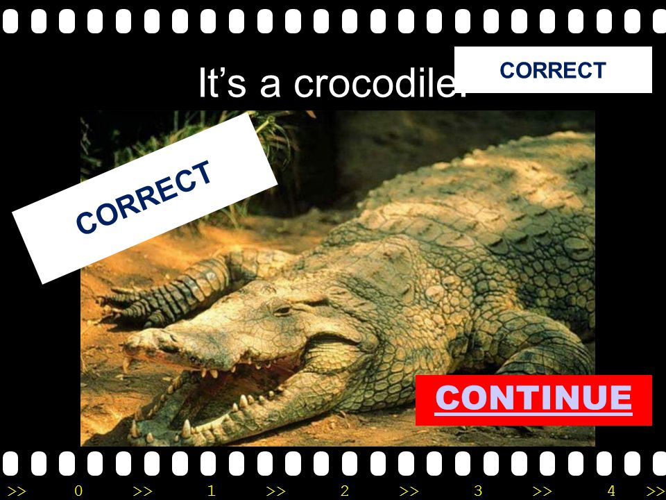 >>0 >>1 >> 2 >> 3 >> 4 >> It’s a crocodile! CORRECT CONTINUE
