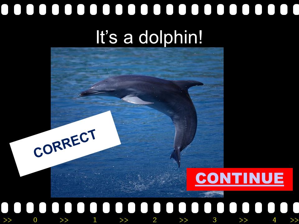 >>0 >>1 >> 2 >> 3 >> 4 >> It’s a dolphin! CORRECT CONTINUE