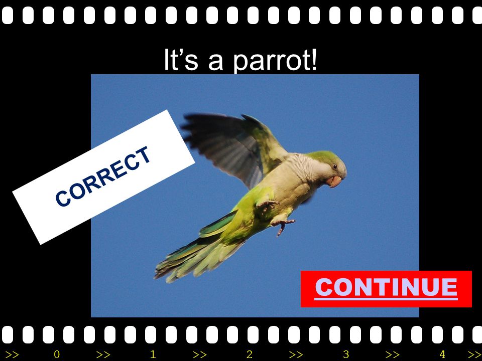>>0 >>1 >> 2 >> 3 >> 4 >> It’s a parrot! CORRECT CONTINUE