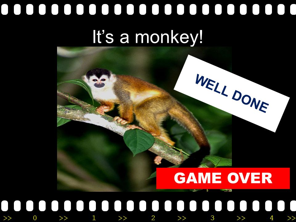 >>0 >>1 >> 2 >> 3 >> 4 >> It’s a monkey! WELL DONE GAME OVER