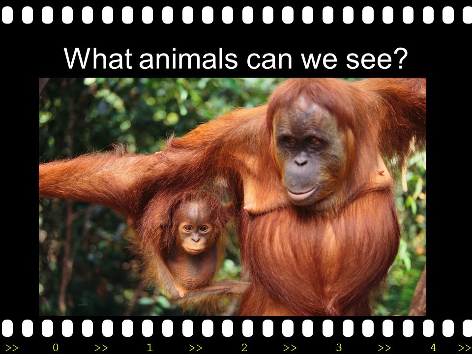 What animals can we see