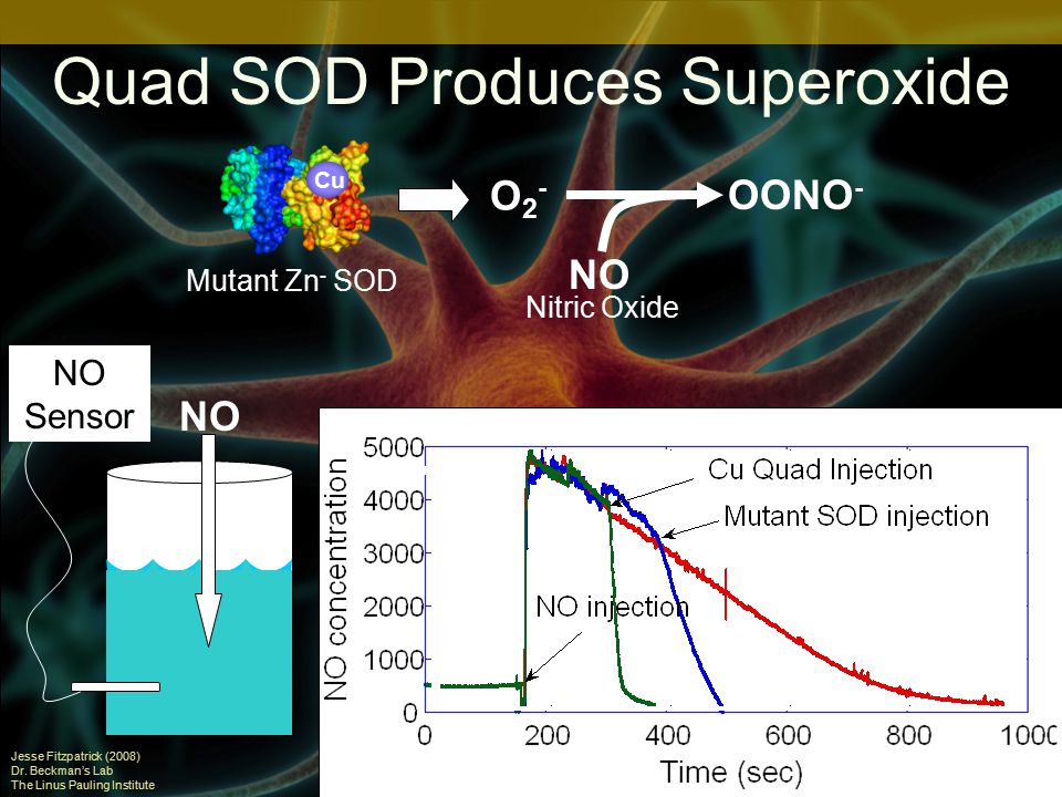 Quad SOD Produces Superoxide Jesse Fitzpatrick (2008) Dr.