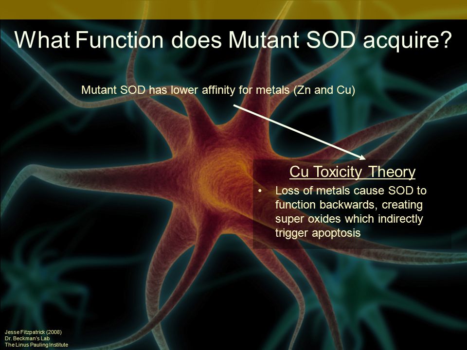 What Function does Mutant SOD acquire.