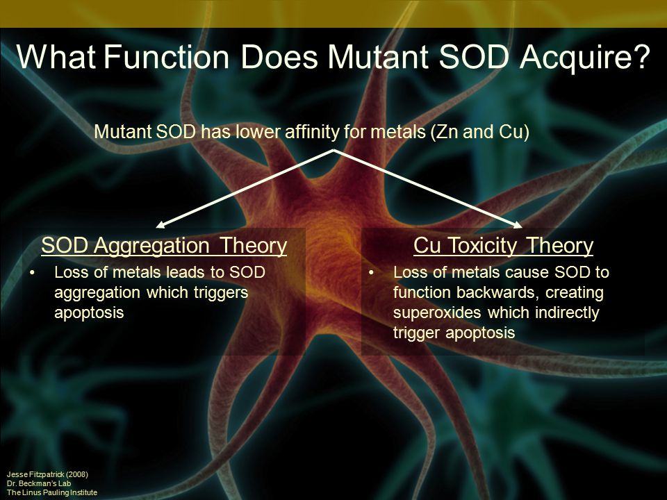 What Function Does Mutant SOD Acquire.