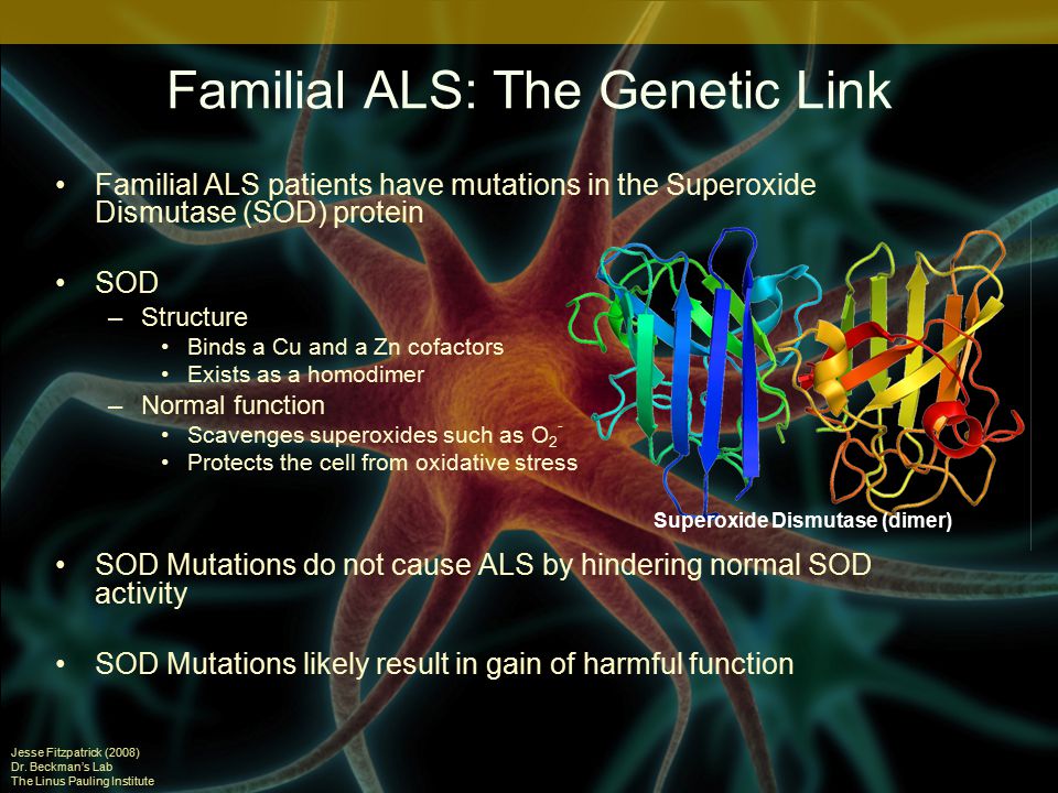 Familial ALS: The Genetic Link Familial ALS patients have mutations in the Superoxide Dismutase (SOD) protein SOD –Structure Binds a Cu and a Zn cofactors Exists as a homodimer –Normal function Scavenges superoxides such as O 2 - Protects the cell from oxidative stress SOD Mutations do not cause ALS by hindering normal SOD activity SOD Mutations likely result in gain of harmful function Jesse Fitzpatrick (2008) Dr.