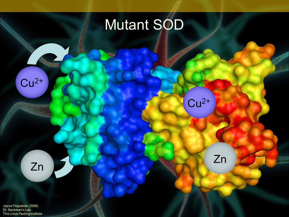 Mutant SOD Jesse Fitzpatrick (2008) Dr. Beckman’s Lab The Linus Pauling Institute Zn Cu 2+