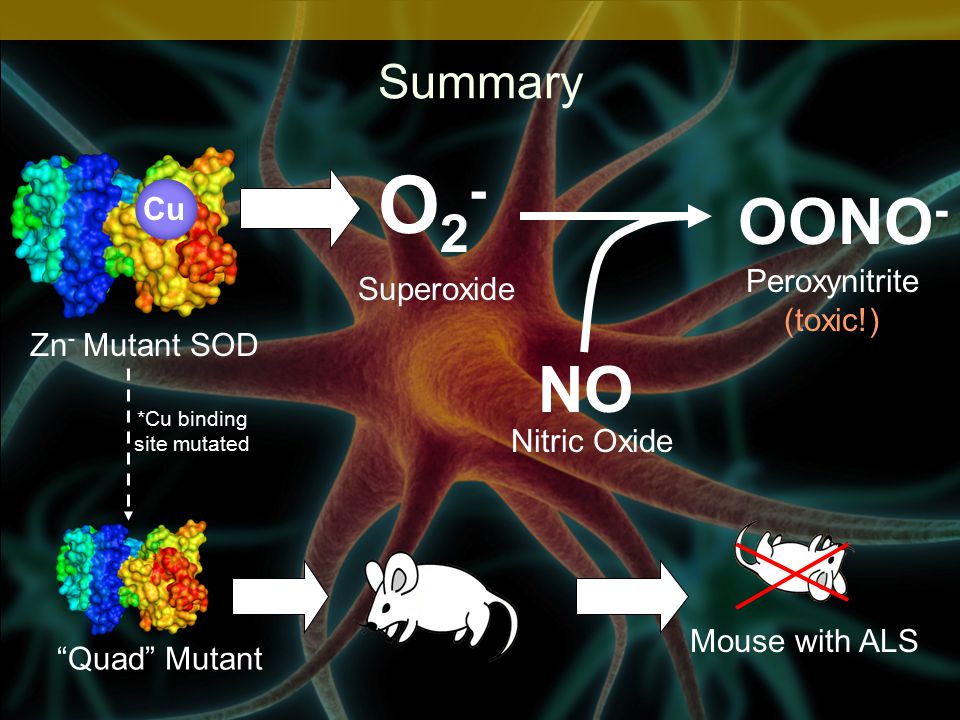 Summary Zn - Mutant SOD O2-O2- Superoxide NO Nitric Oxide OONO - Peroxynitrite (toxic!) Cu Mouse with ALS Quad Mutant *Cu binding site mutated