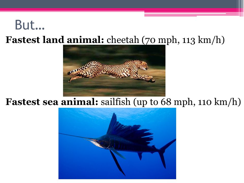 How speedy are you? Speed Trivia. Question #1 What is the world's fastest  animal? - ppt download