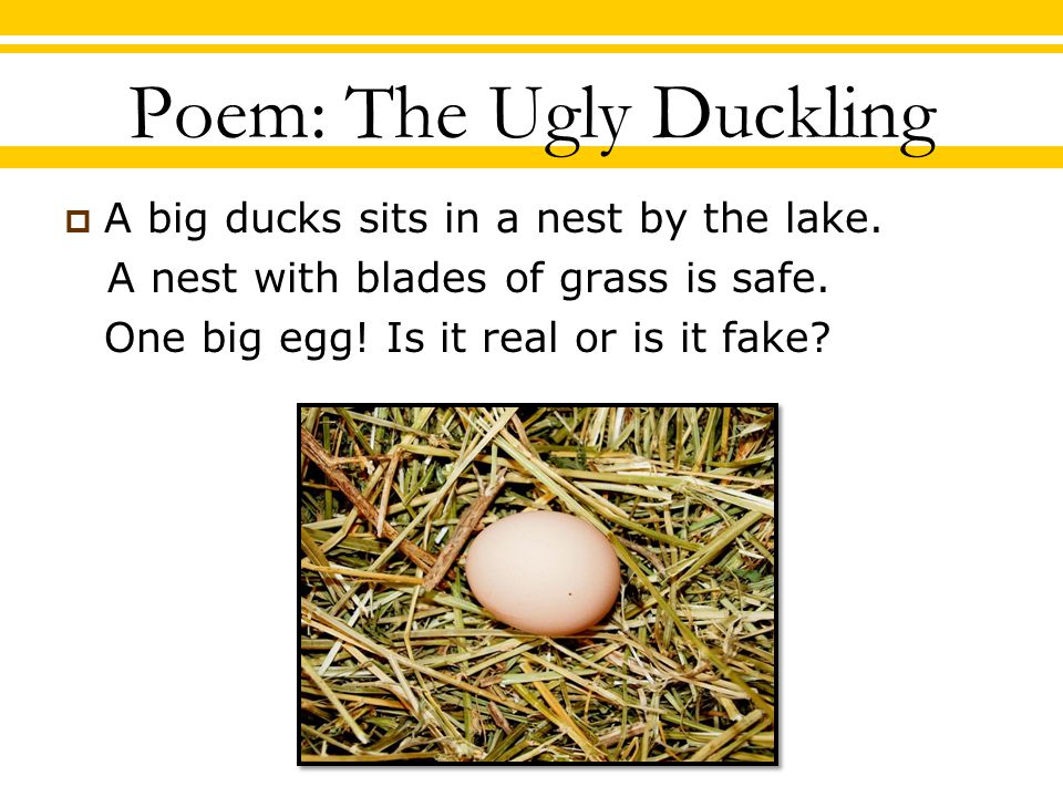 Poem: The Ugly Duckling  A big ducks sits in a nest by the lake.