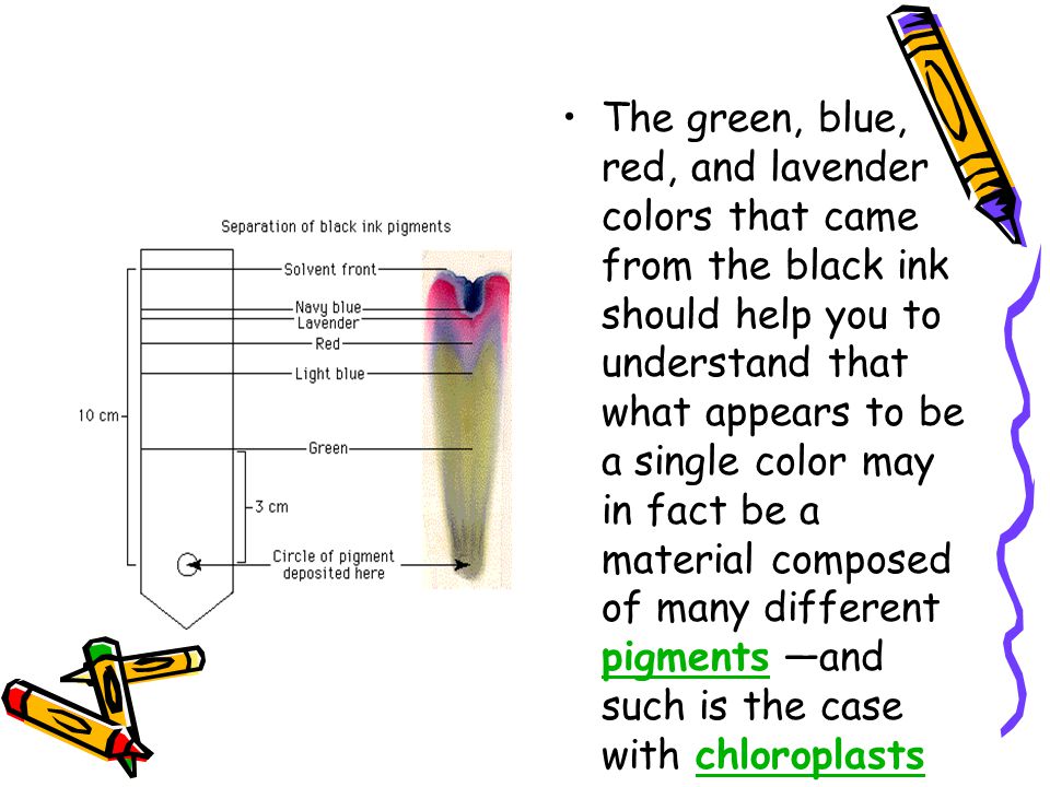 Photosynthesis Ap Lab Dr Lourdes Rueda Key Concepts I Plant