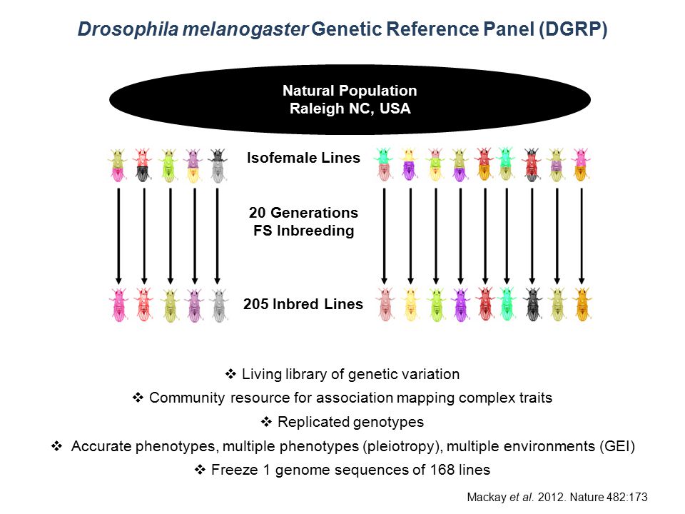 Charting The Genotype-Phenotype Map: Lessons Drosophila Trudy F. C. Department of Genetics & W. M. Keck Center for Behavioral Biology North. - ppt download