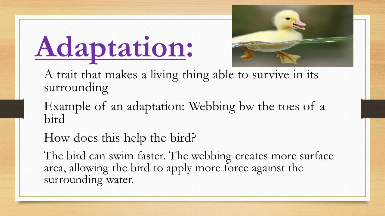 Adaptation: A trait that makes a living thing able to survive in its surrounding Example of an adaptation: Webbing bw the toes of a bird How does this help the bird.
