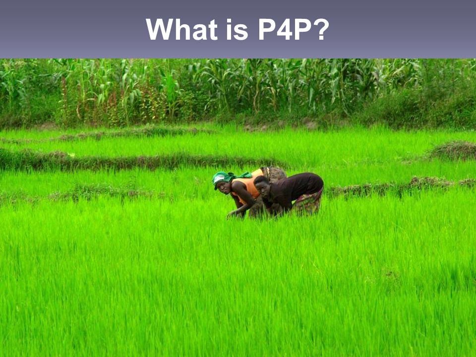 What is P4P