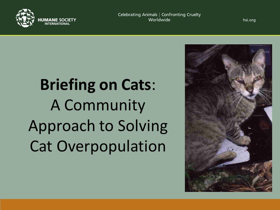 Briefing on Cats: A Community Approach to Solving Cat Overpopulation